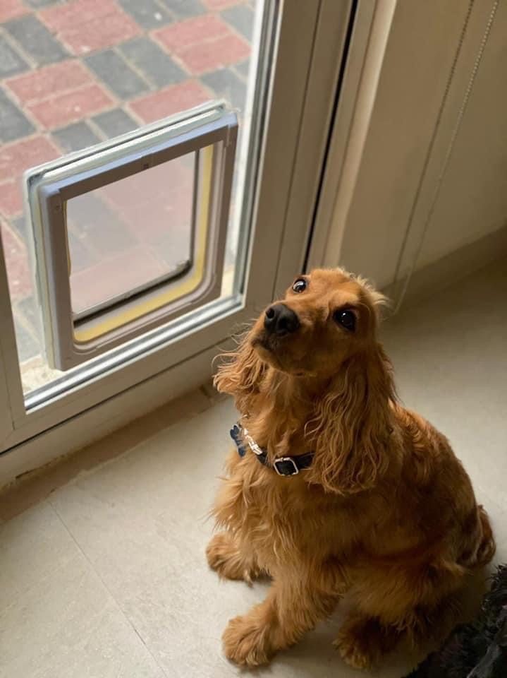 Pet flap fitted in a glass door with a dog sitting beside it
